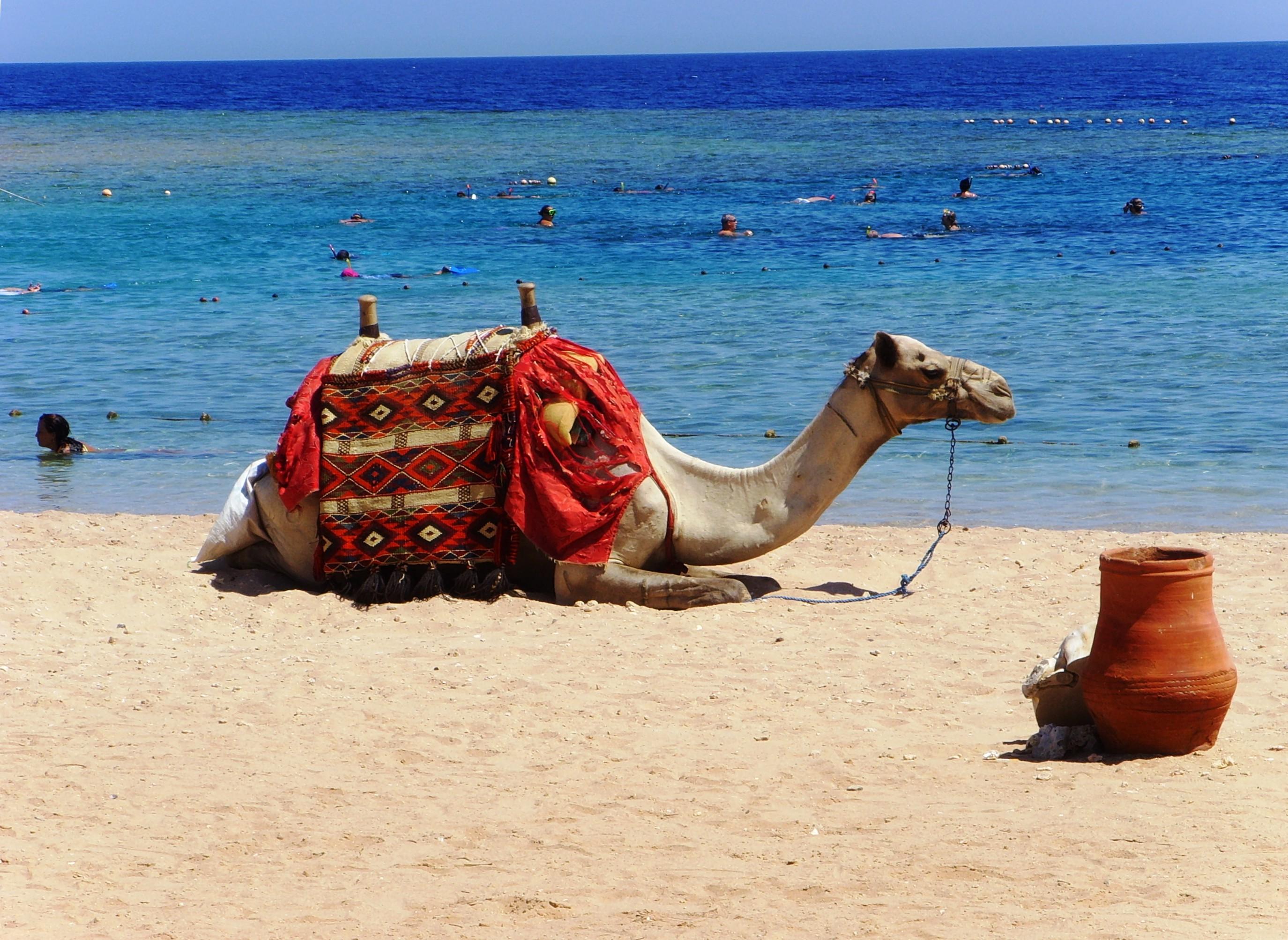 Rødehavet Foto: 6 af 15