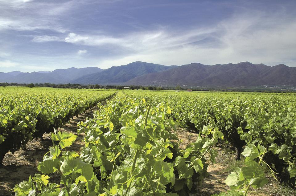 Languedoc - Roussillon Foto: 4 af 4