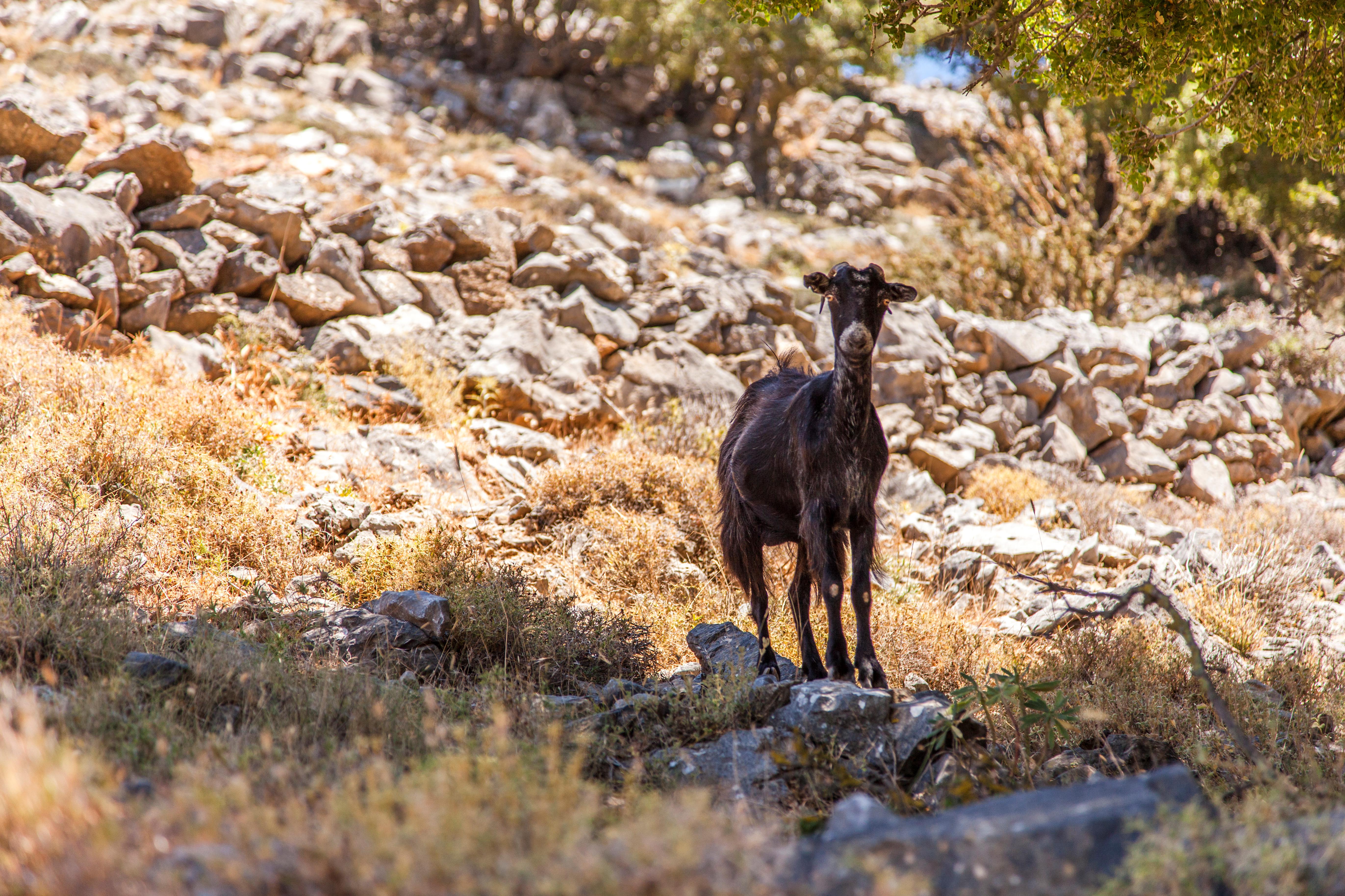 Ierapetra – Koutsounari Foto: 3 af 4
