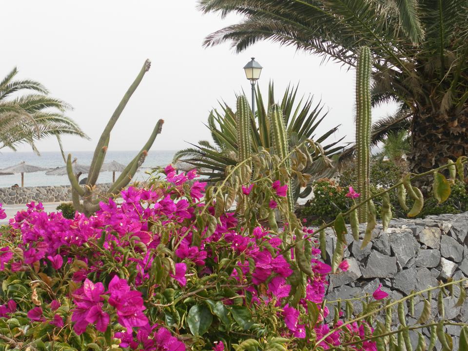Caleta de Fuste Foto: 4 af 13