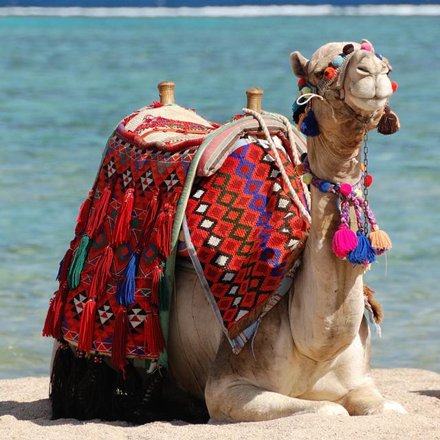 Marsa Alam – billede 2