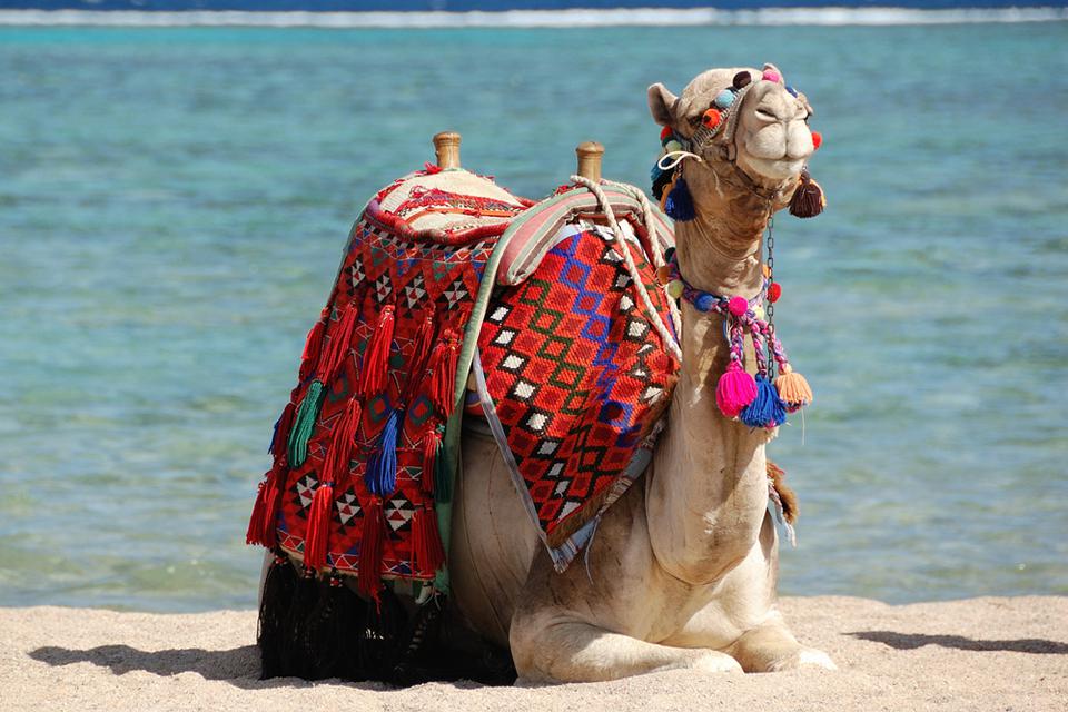 Marsa Alam Foto: 2 af 7