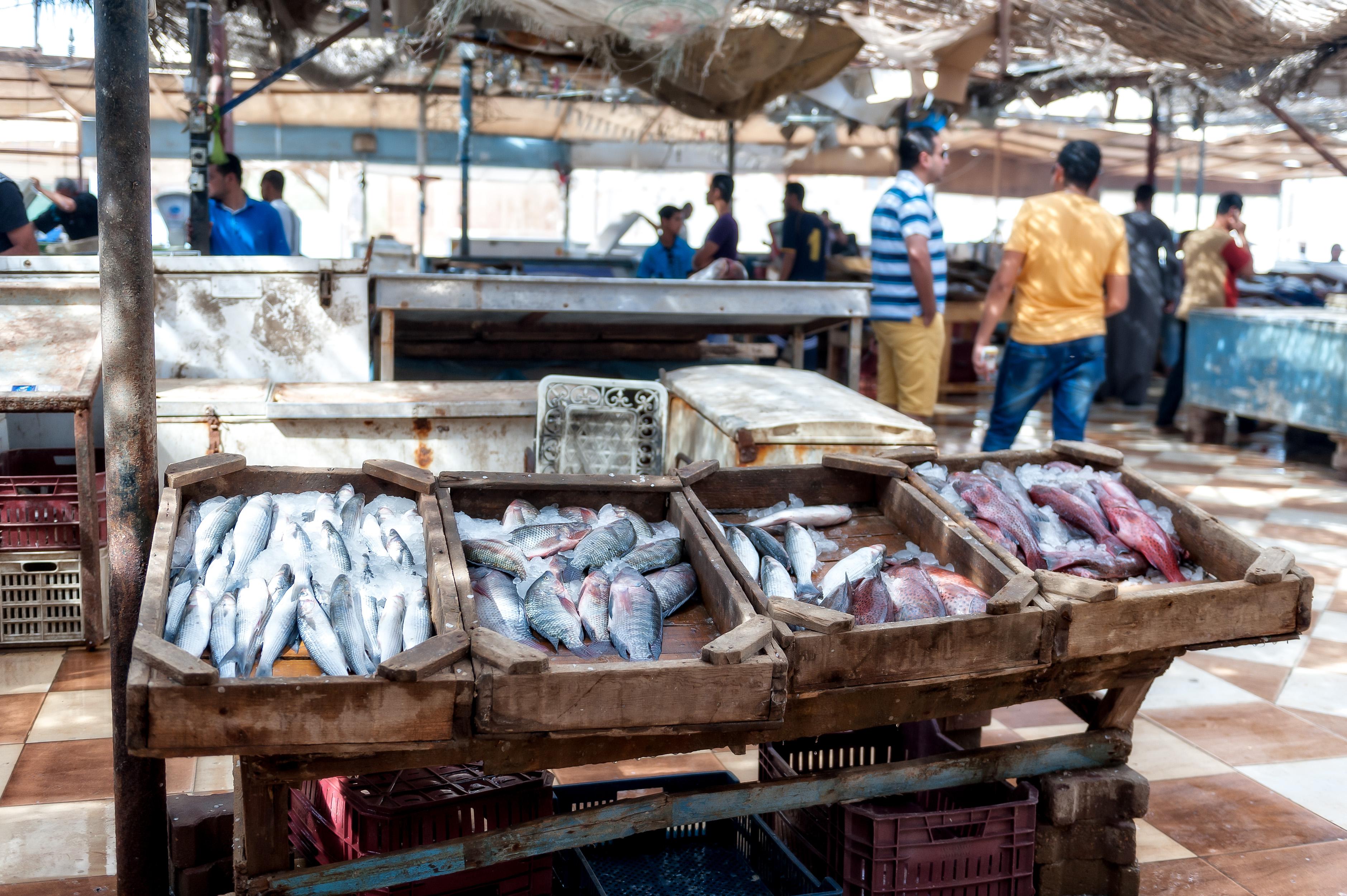 Rødehavet Foto: 13 af 15