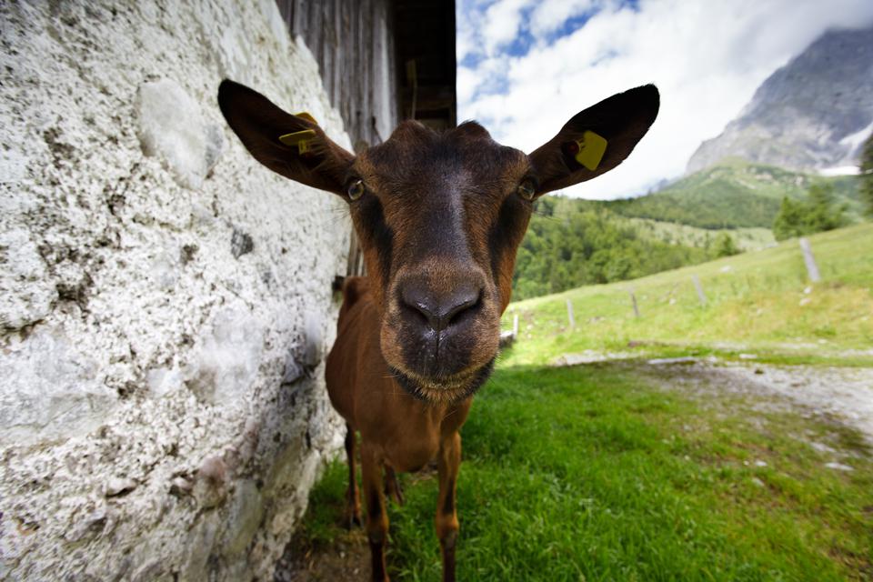 Kals Foto: 1 af 1