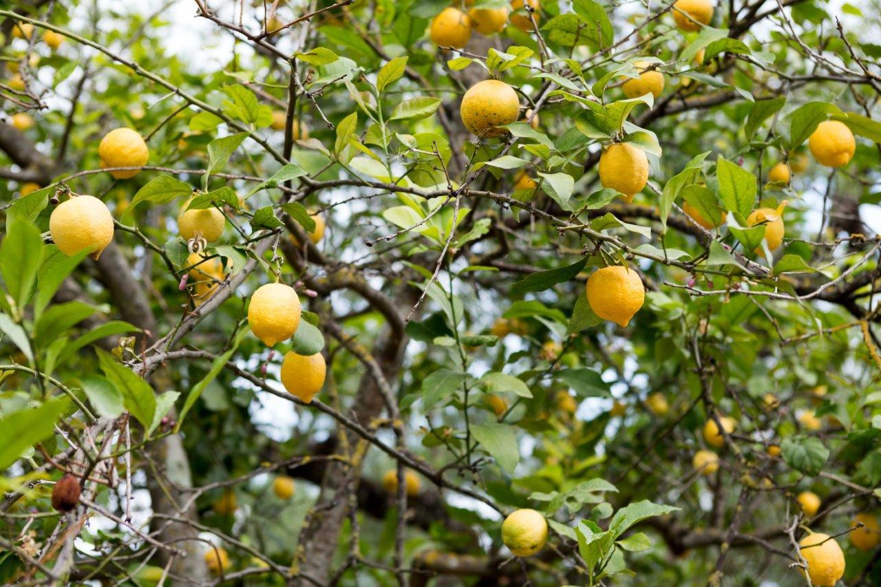 Zakynthos Foto: 11 af 18