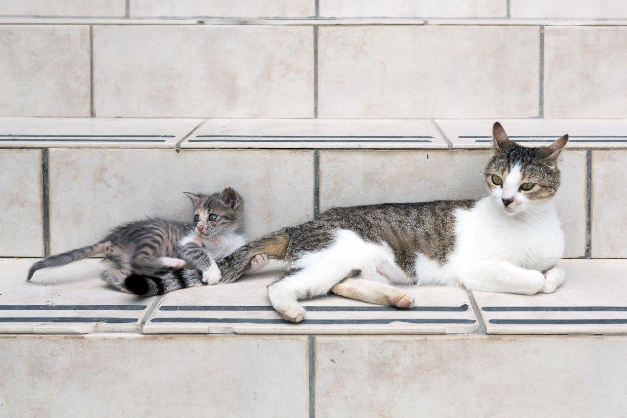 Zakynthos Foto: 12 af 18