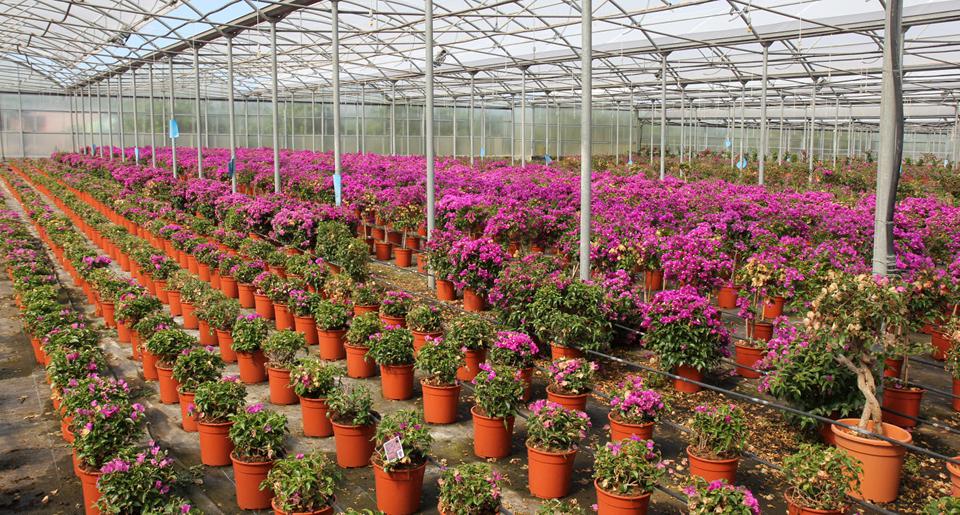 Fiumefreddo Foto: 3 af 3