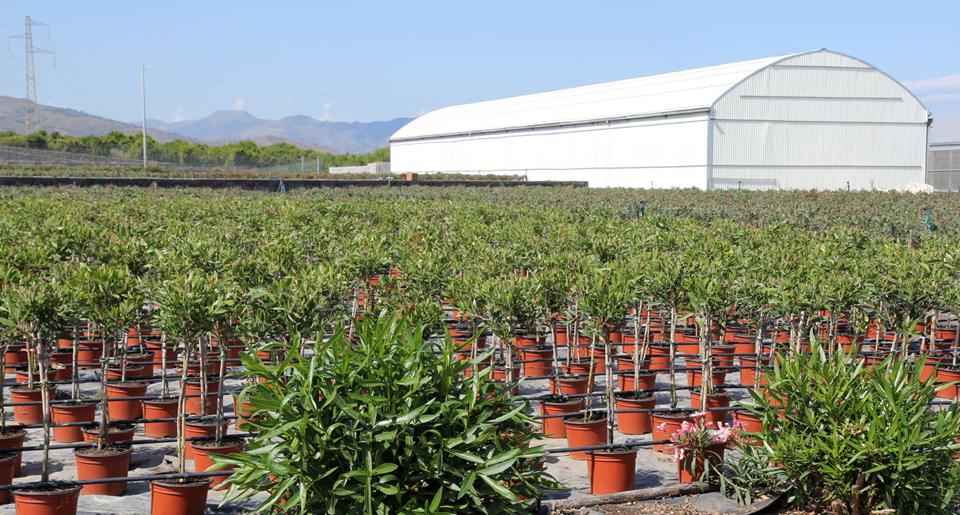 Fiumefreddo Foto: 2 af 3