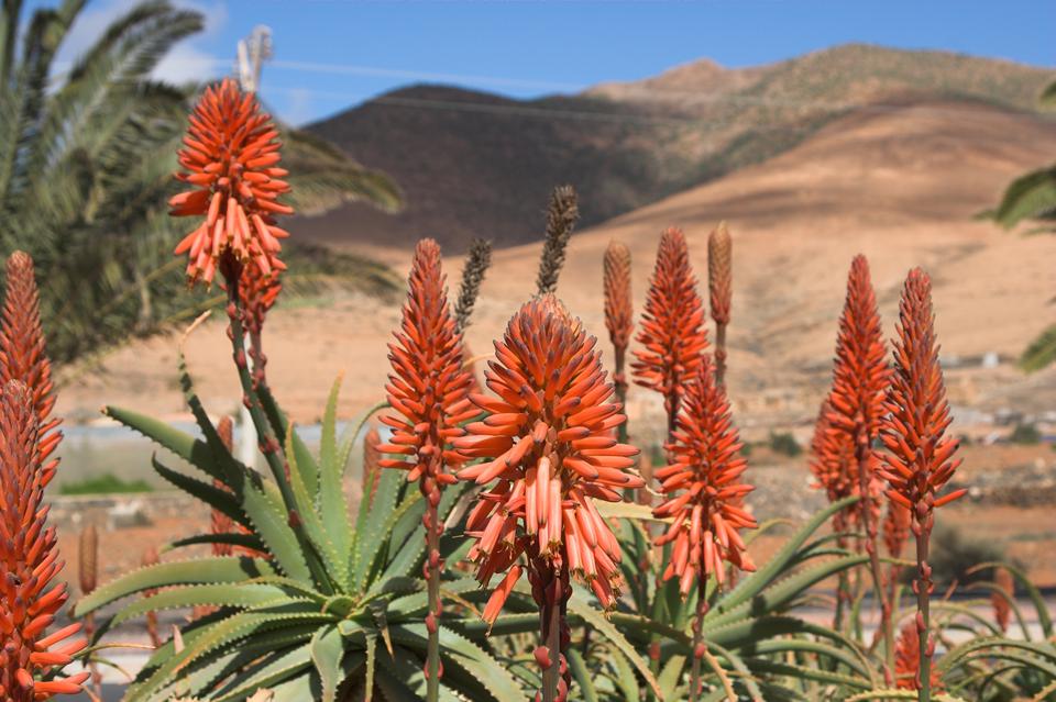 Fuerteventura Foto: 9 af 12