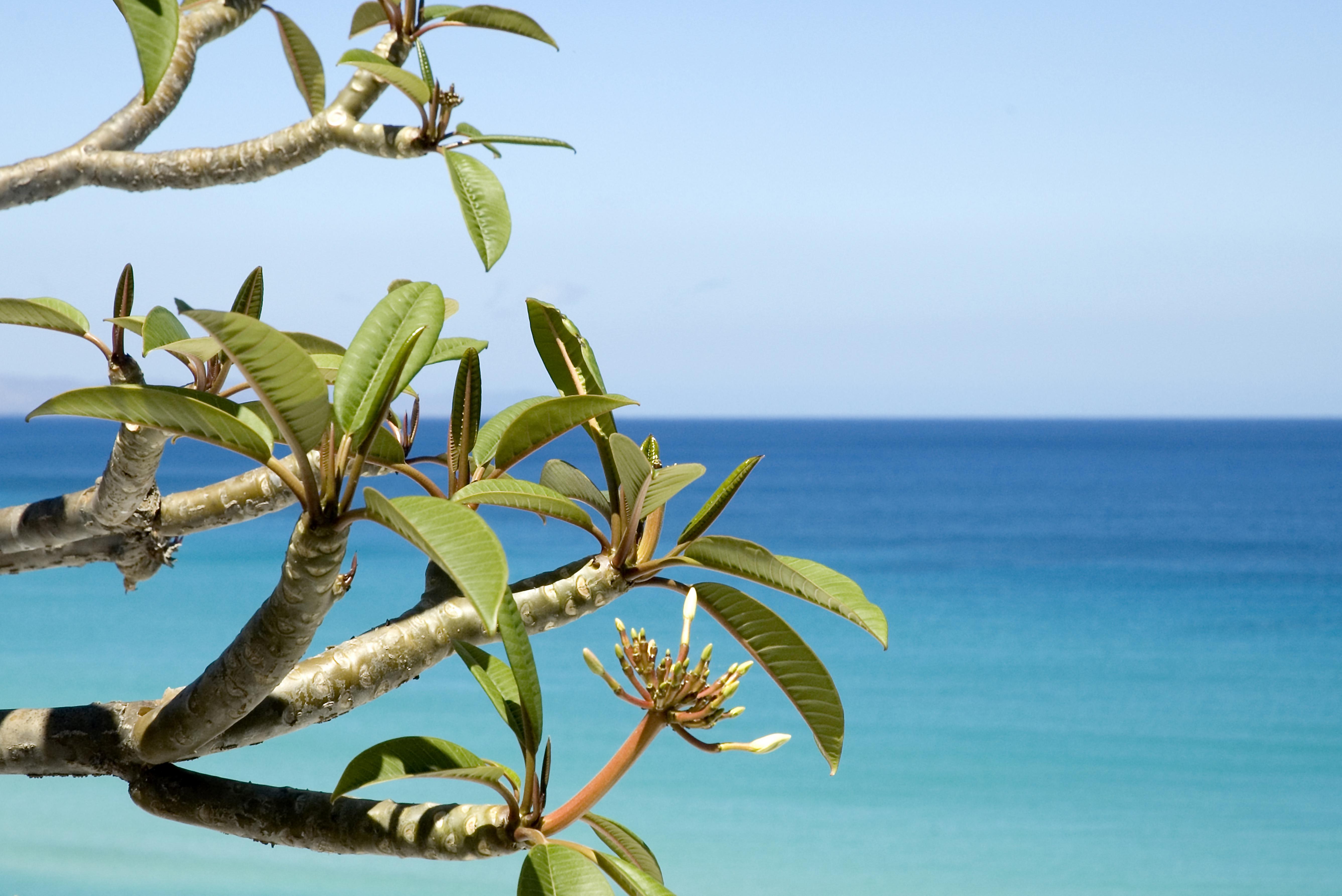 Gran Tarajal  Foto: 2 af 3