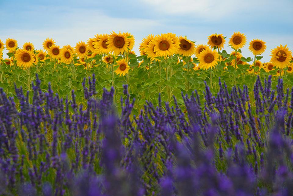 Vendée Foto: 1 af 1