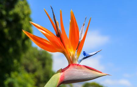 Fly & Drive Madeira - Charmerende Madeira - inklusiv billeje slide 5