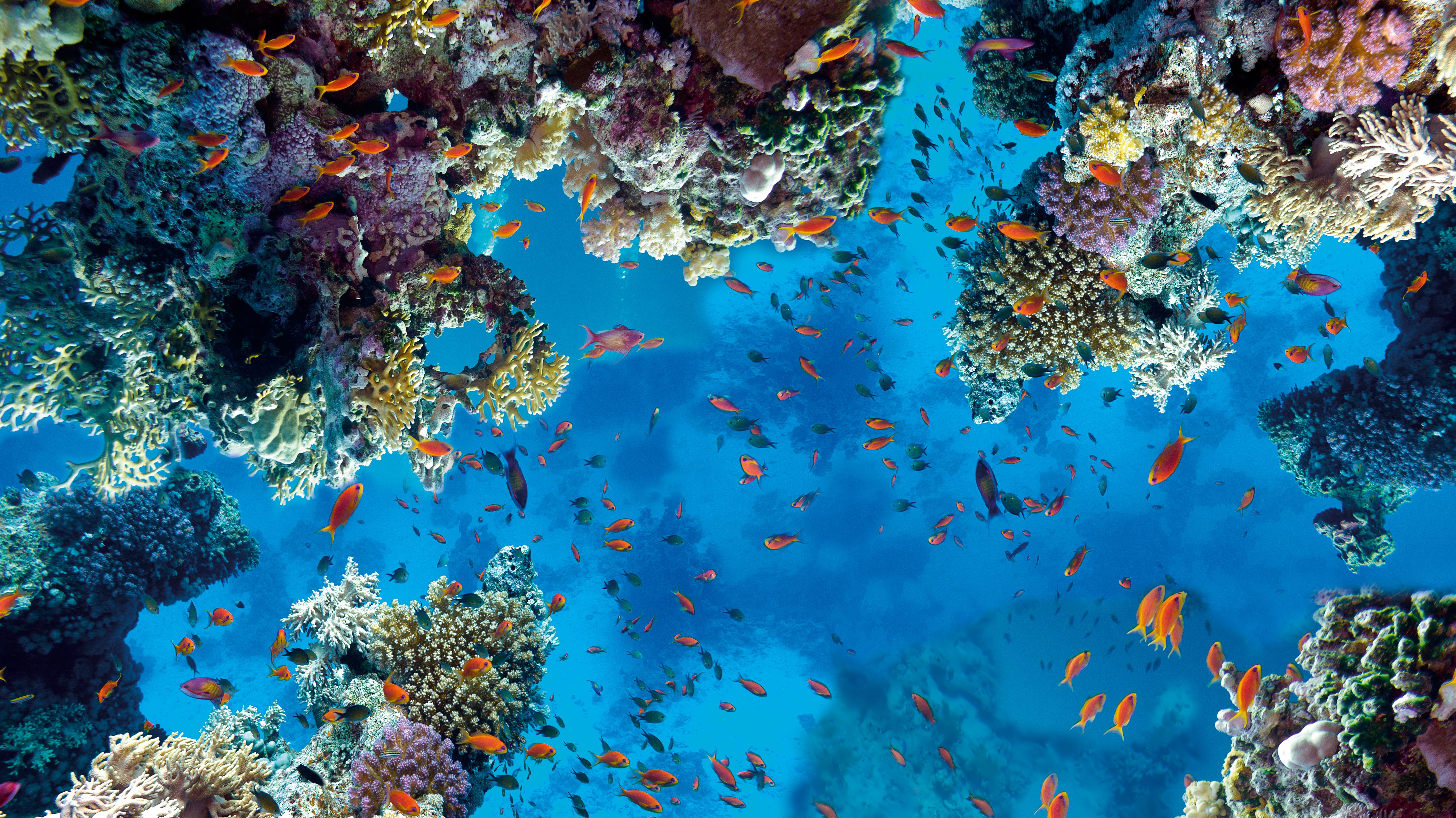 Sahl Hasheesh Foto: 3 af 3