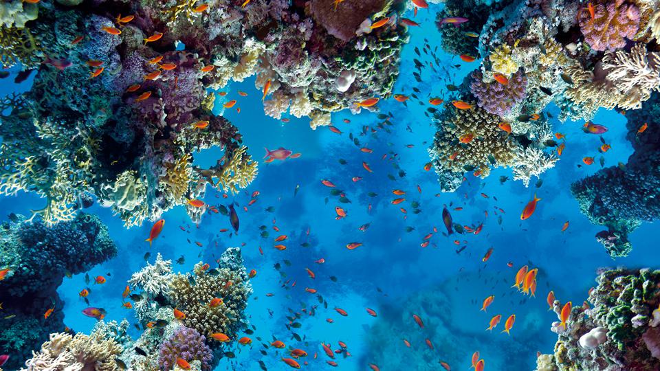 Sahl Hasheesh Foto: 3 af 3