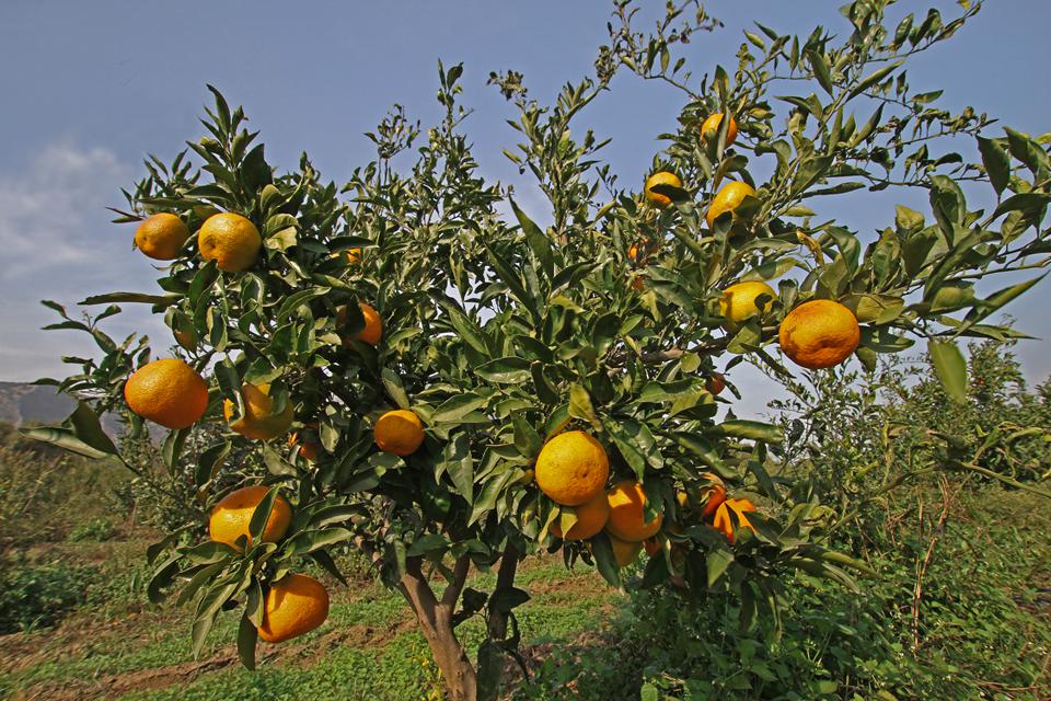 Gümüldür Foto: 2 af 4