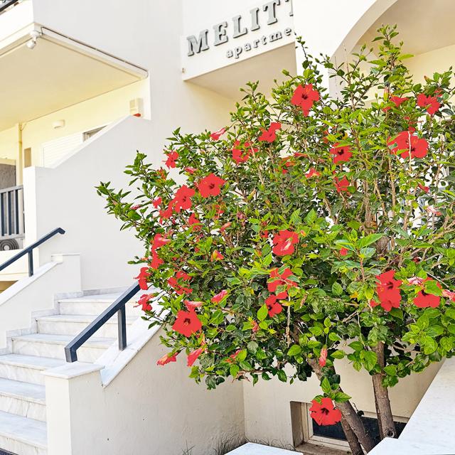 Melitti Studios & Lejligheder - billede 4