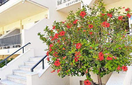 Melitti Studios & Lejligheder billede 4