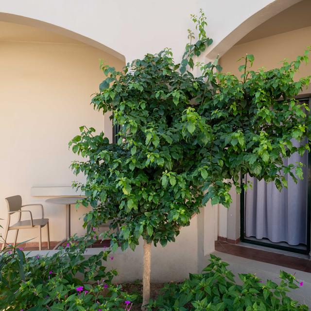 Hotel Romantica - billede 4