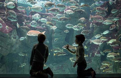 Cretaquarium 